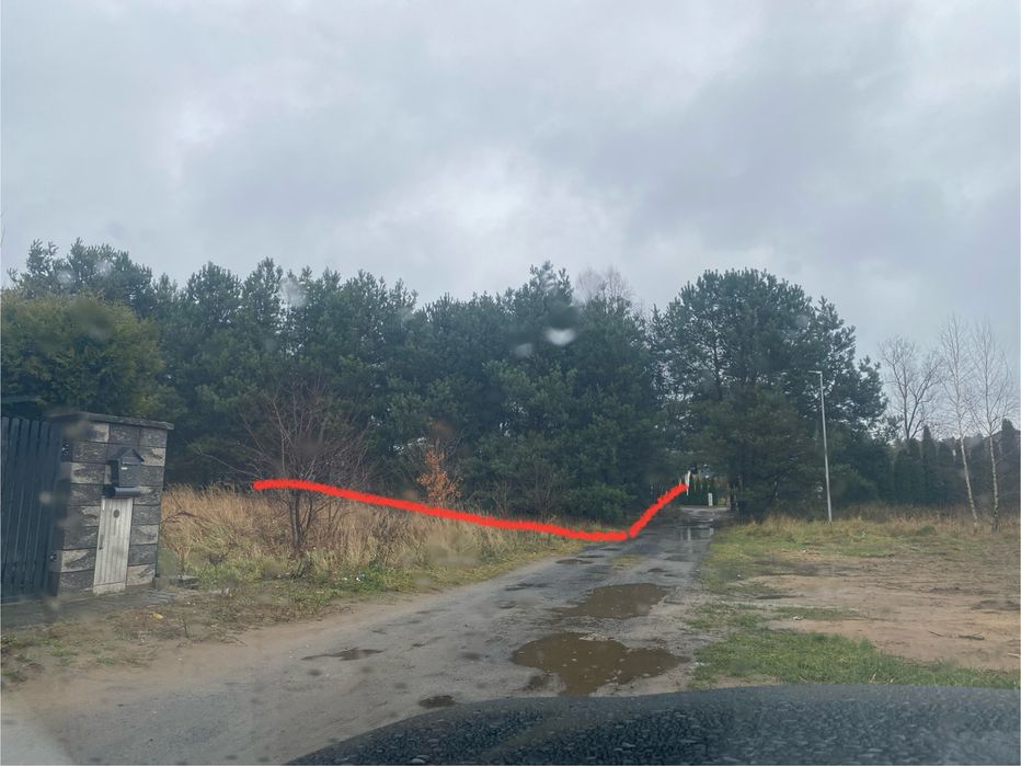 Oddam drewno za wycinke opał wycinka drzewa drzewo