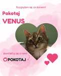 Pokotaj Venus - urocza kotka do adopcji