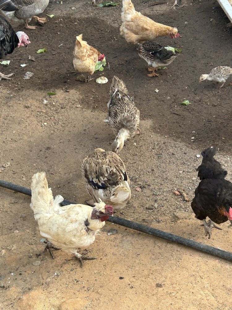 Vendo Patos ruen adultos e filhote