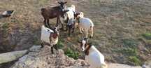 Cabras micro anãs