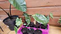 Colocasia Black Stem (kolokazja)