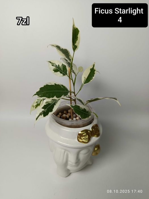 Maria Plants Ficus Starlight sadzonki