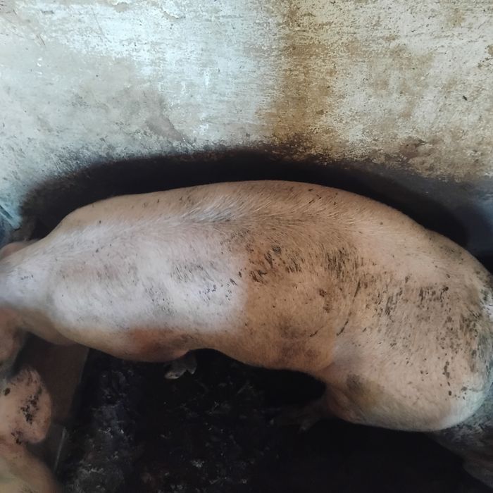 Продам м'ясних свиней