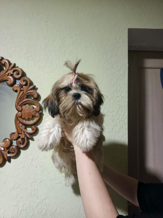 Дівчинка шит-цу  4 міс.