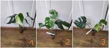 Nowe Monstera Variegata wariegata