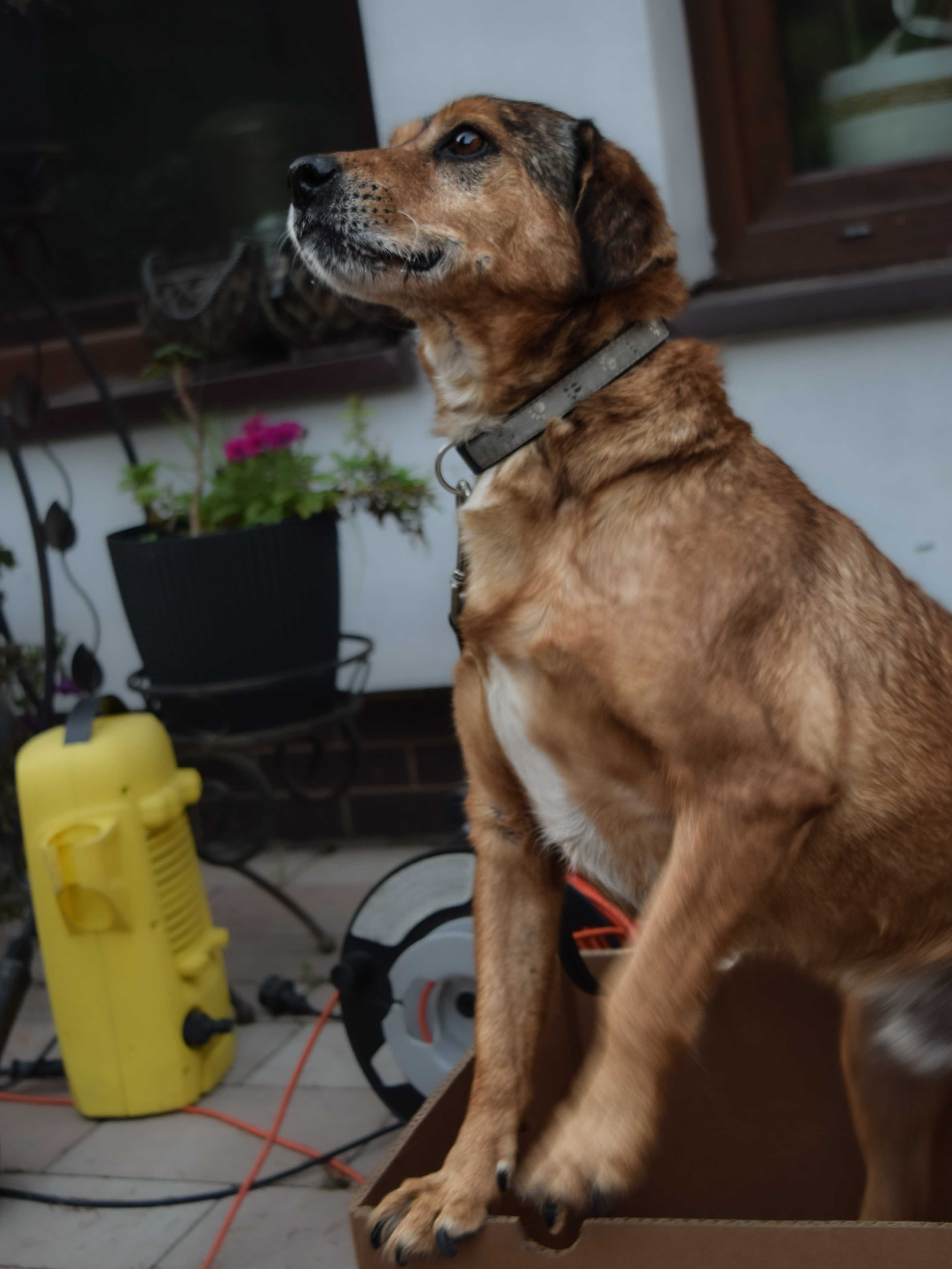 Rudy przewspaniały Piesek Adopcja