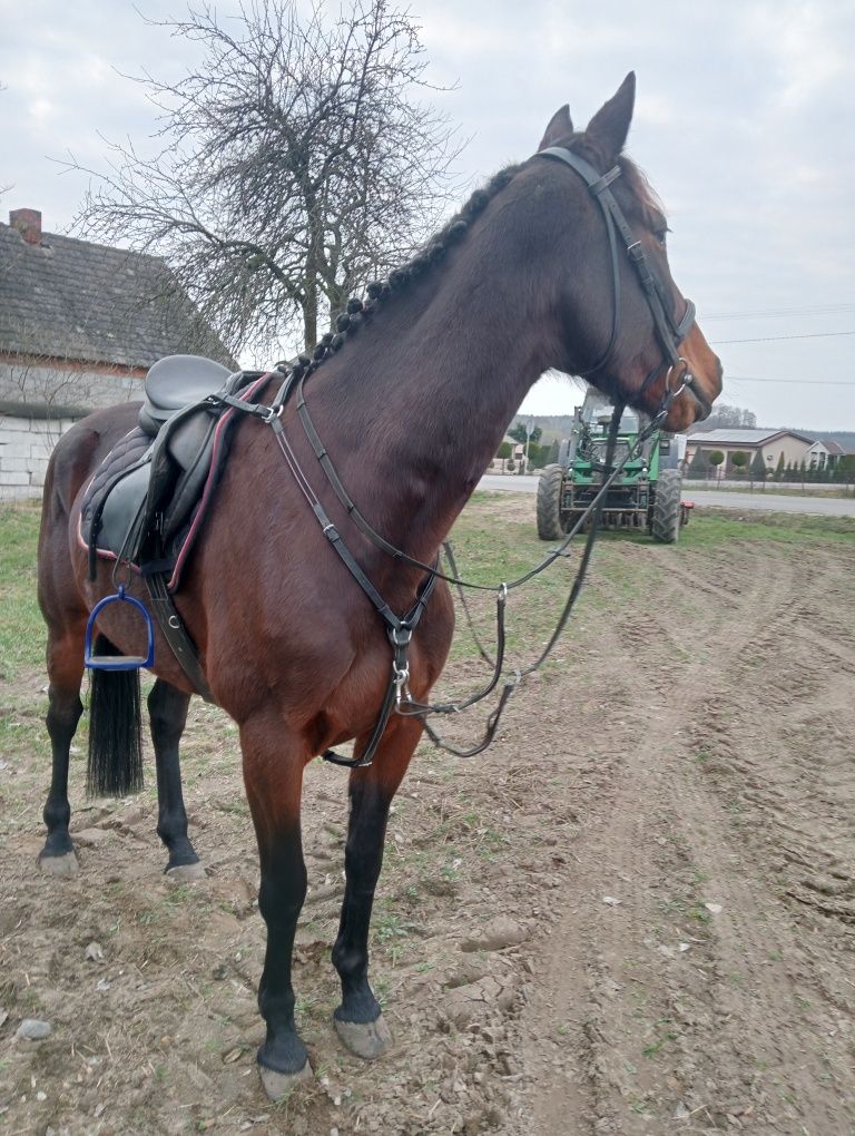 Klacz do małego sportu ambitnej rekreacji