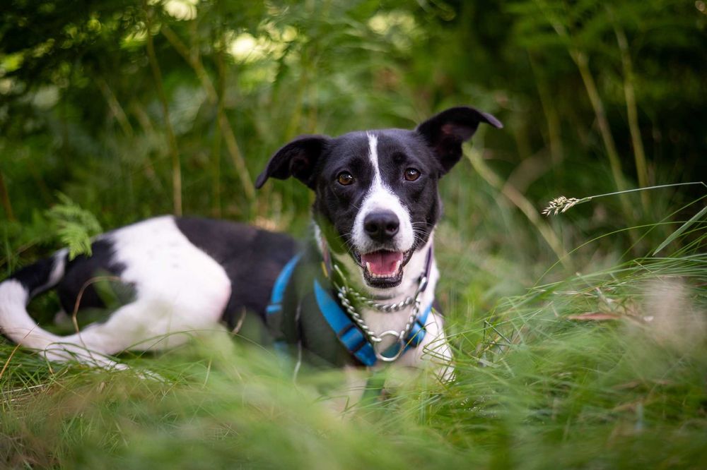 Magni – młody, nieśmiały psiak pragnie swojego człowieka