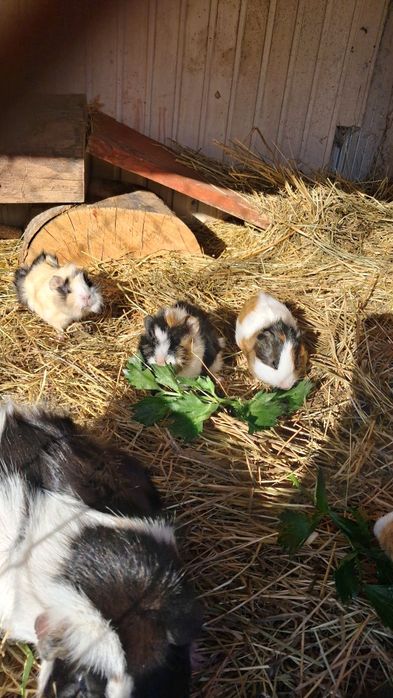 Świnka morska Kawia domowa