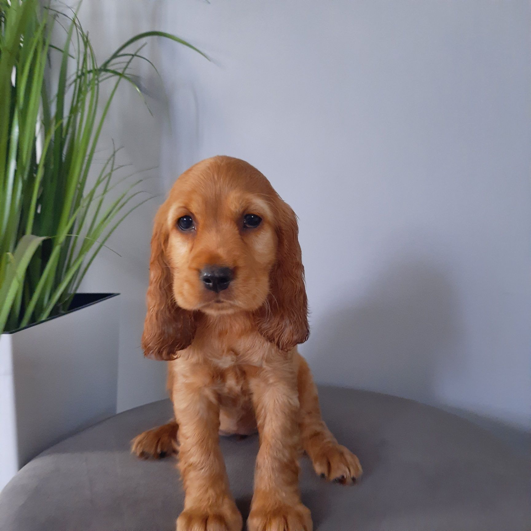 Cocker Spaniel Dziewczynka
