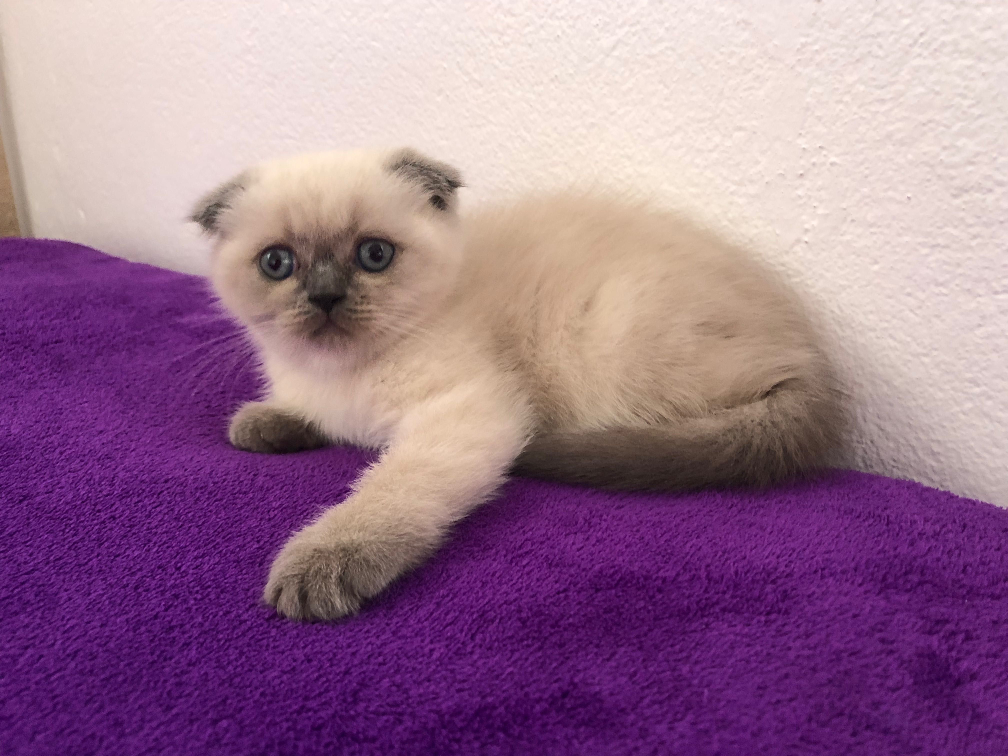 Fêmea Scottish Fold Blue Point