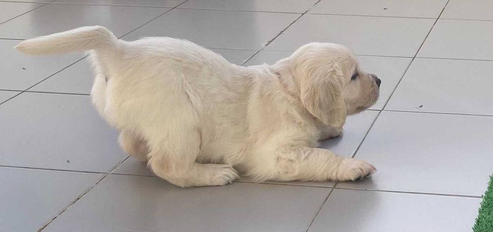 Bebé Golden Retriever