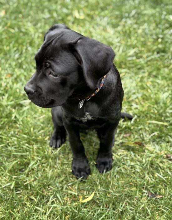 Девочка породы кане корсо