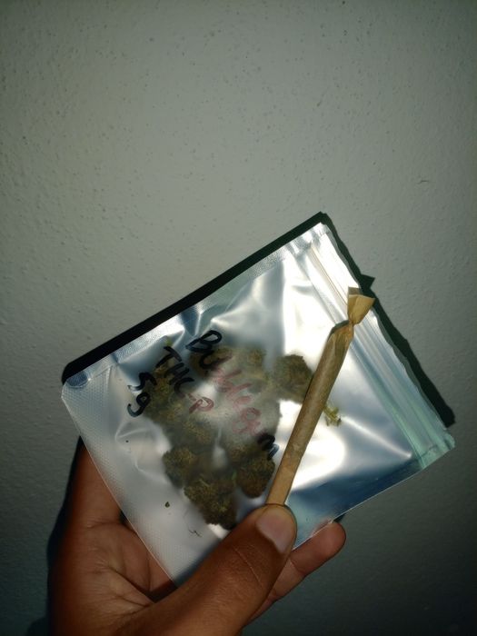 Cannabis ervas ganza