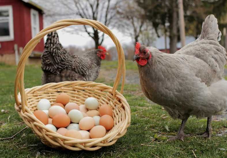 .Інкубаційне яйце іспанка ,редбро ,кольоровий домінант.