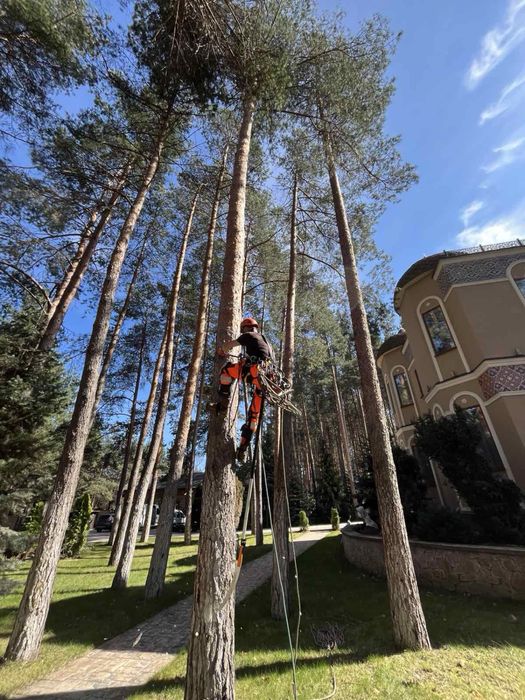 Видаленя аварійних дерев,корчування пнів,покос трави,послуги дробілки