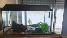 aquário vidro 50l