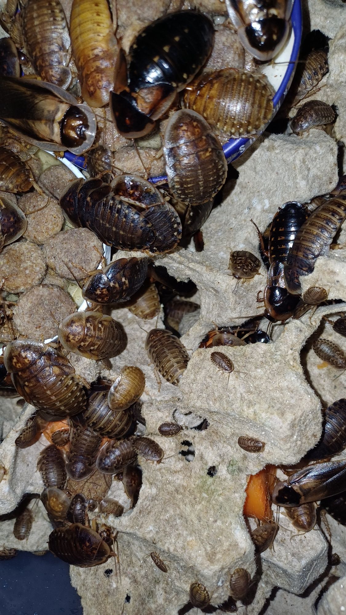Blaptica dubia karaczan argentyński