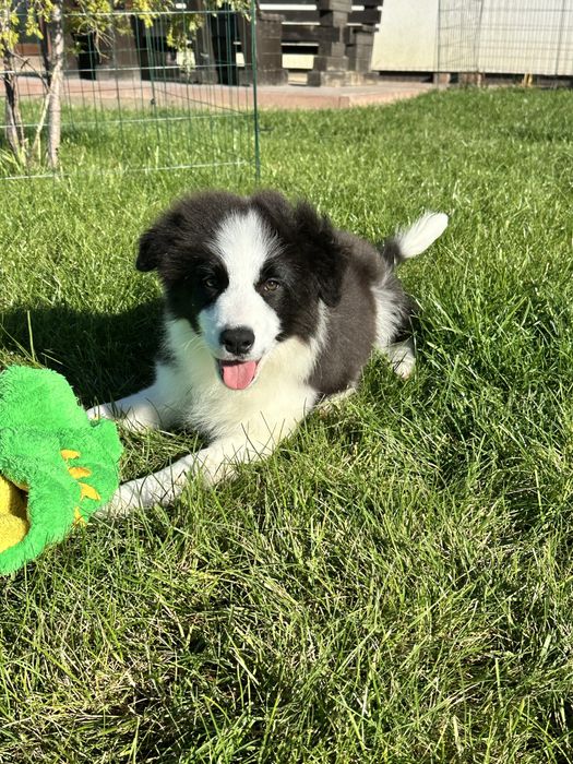 Cudny piesek border collie ZKwP FCI po MŁ.CHPL