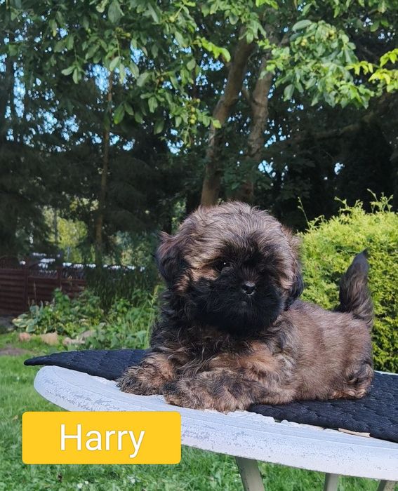 ShihTzu chłopczyk Harry