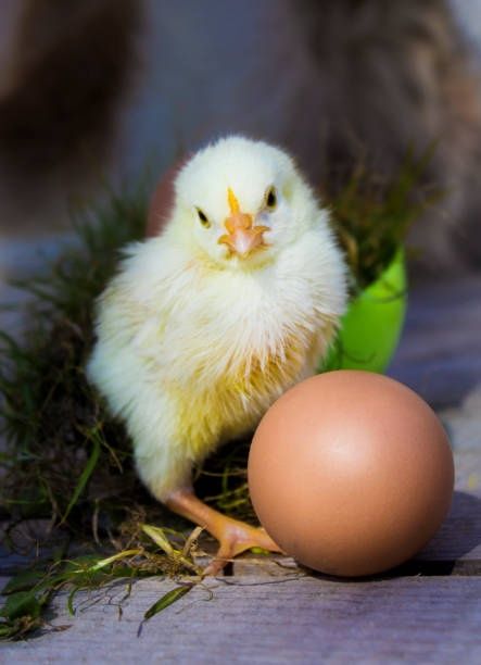 Продаю різні курчата,гусенята,качки,індики