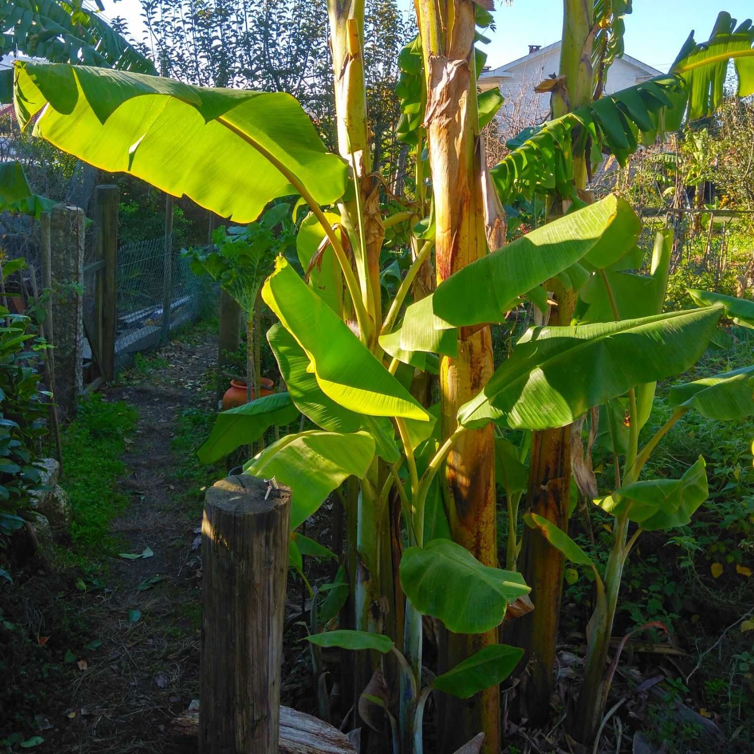 Plantas Tropicais - Bananeiras com fruto