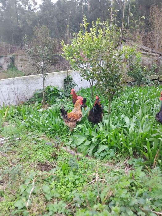 Vendo galos do campo