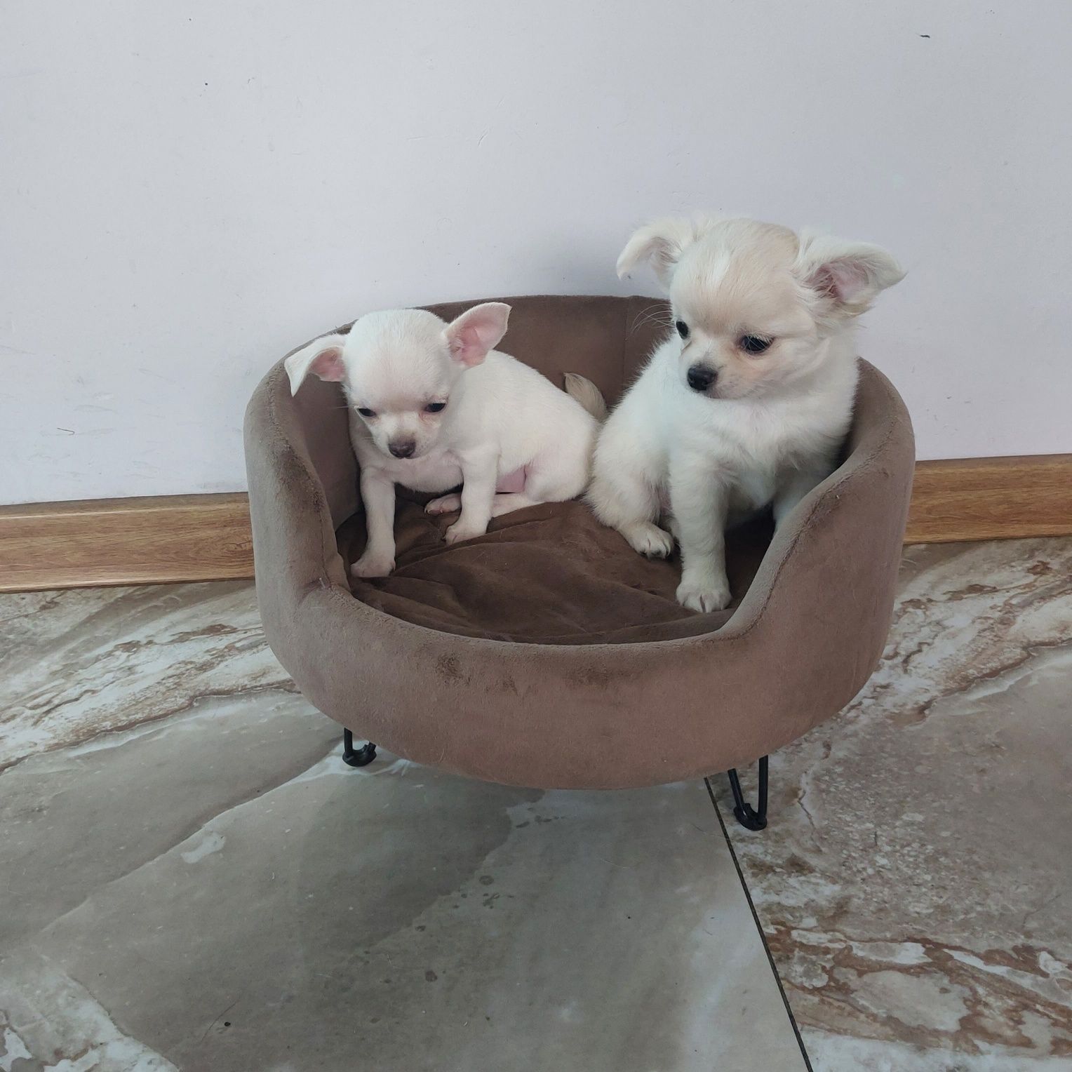 Śliczne chichuahua z rodowodem samiec