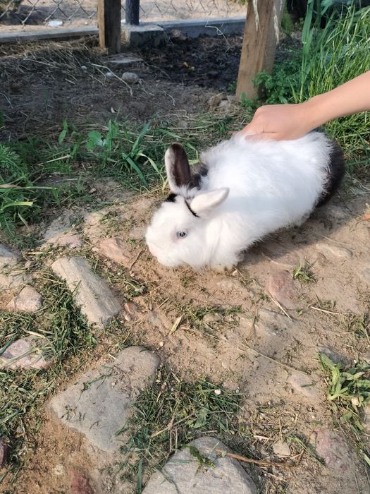 Królik miniaturka