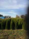 Tuje, thuja, szmaragd tanio