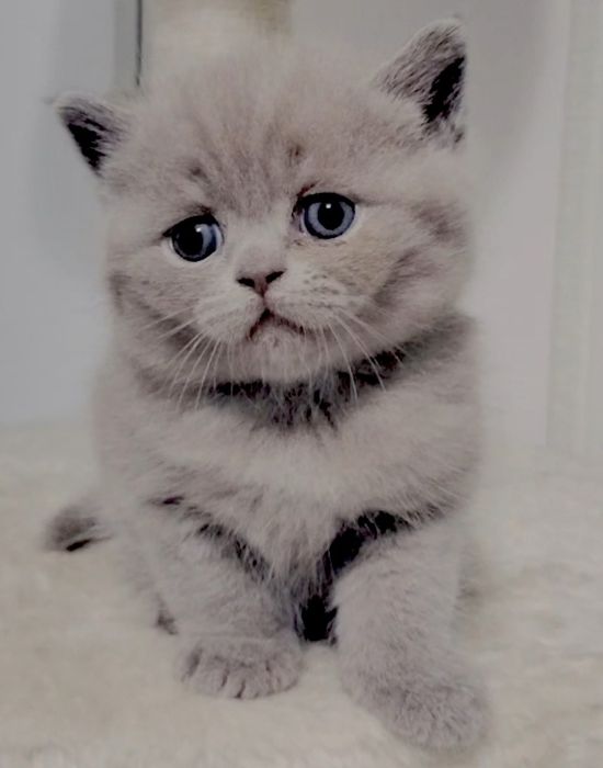 British Shorthair lilac macho