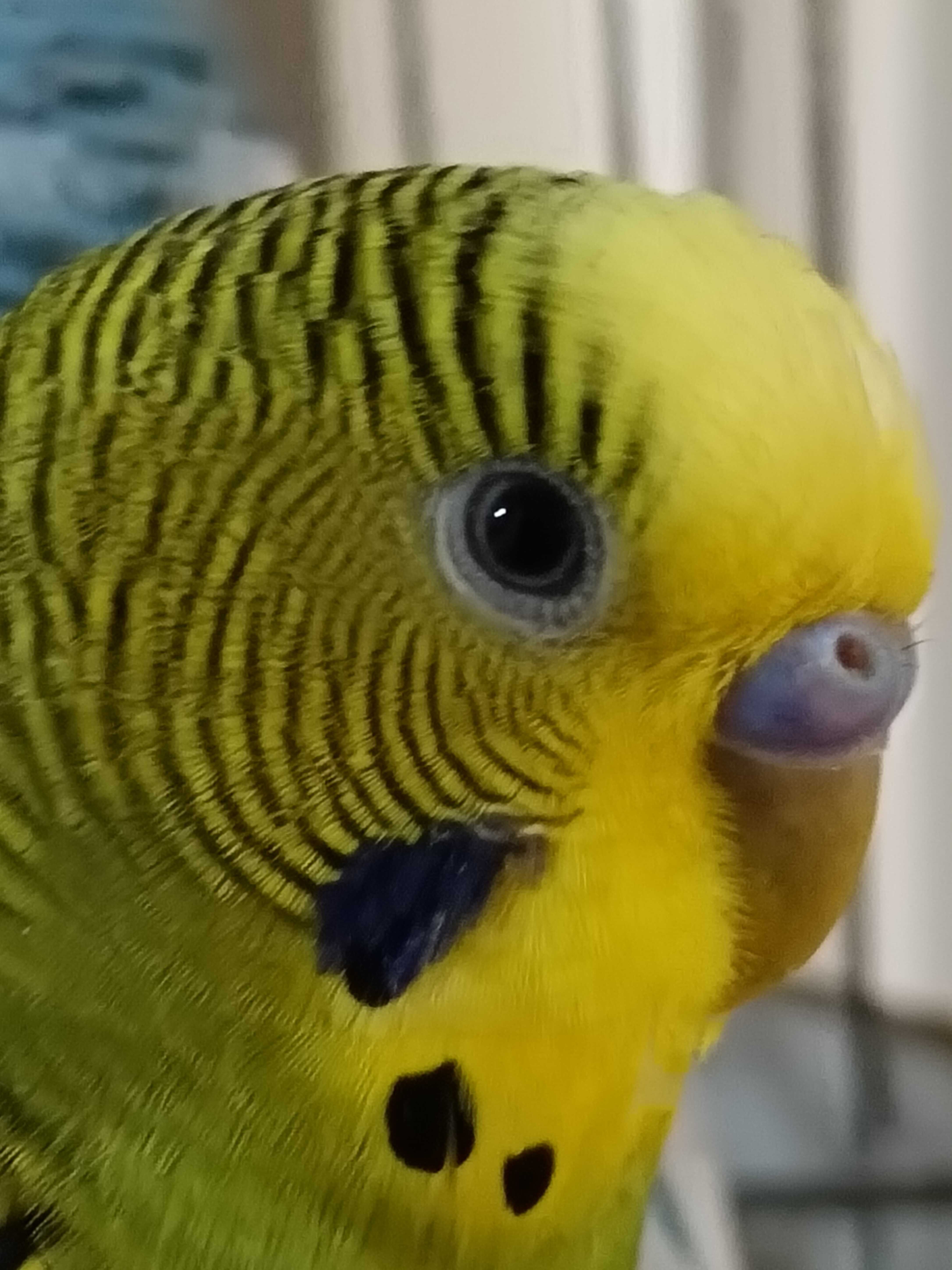 Vendo piriquitos com menos de um ano