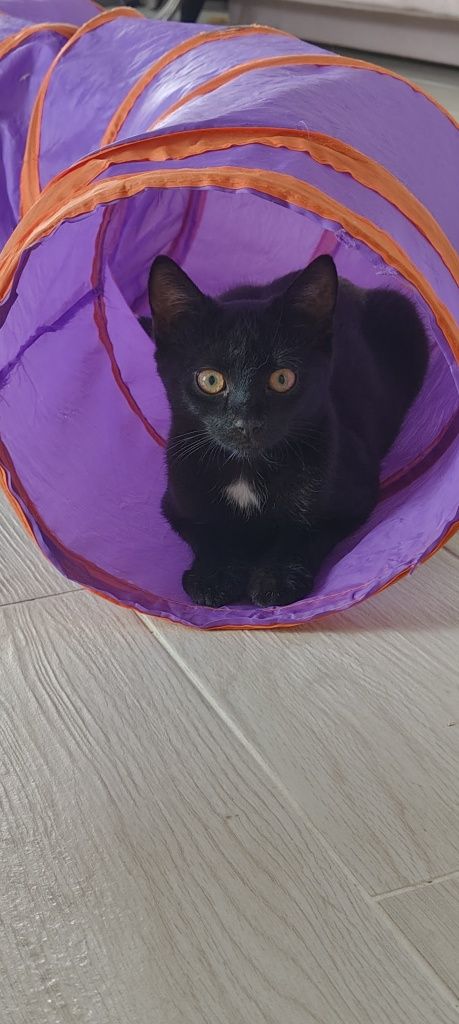 Brusia do adopcji