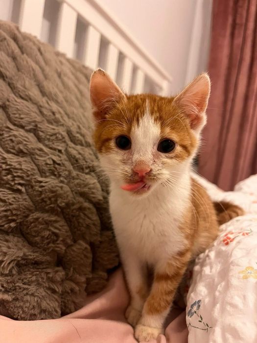 Szukamy domku dla 3 miesięcznego Rudzika!