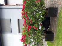 Oleander duży  w donicy - odbiór osobisty