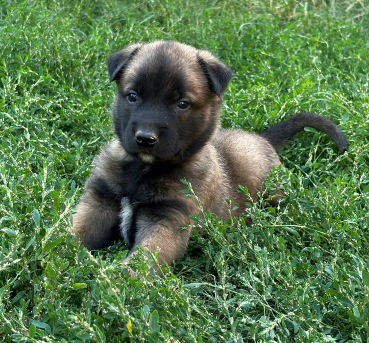 Бельгійська вівчарка малинуа