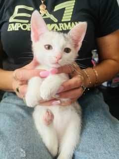 8 Tygodniowe Kotki Do Adopcji Tricolor - Pilne