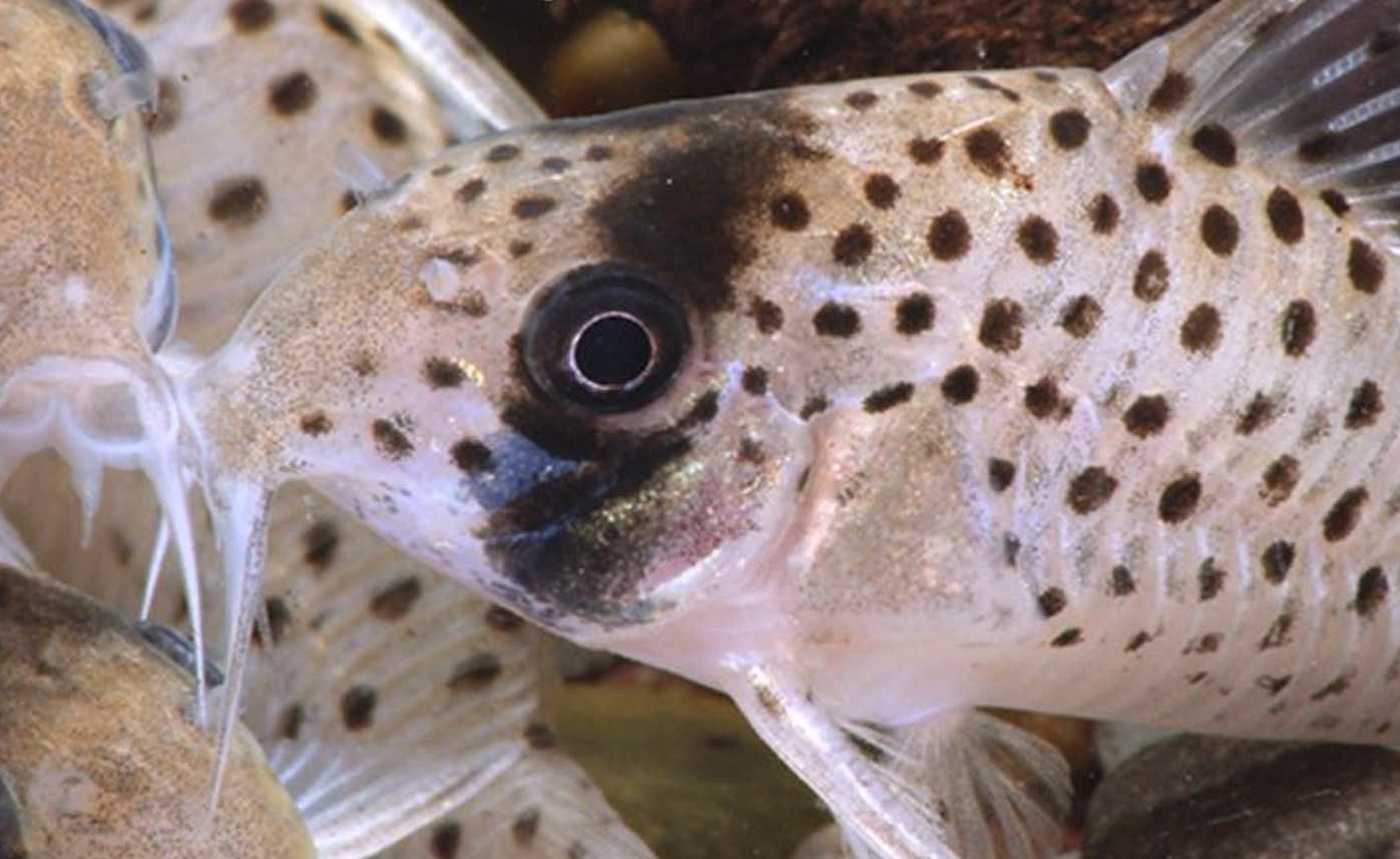 Kirysek ekwadorski - Corydoras atropersonatus - Kirys - dowóz, wysyłka