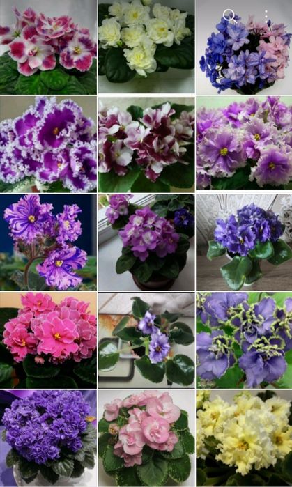 РОЗПРОДАЖ  молоденькі кустики сортової фіалки