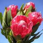 Proteas lindas flores