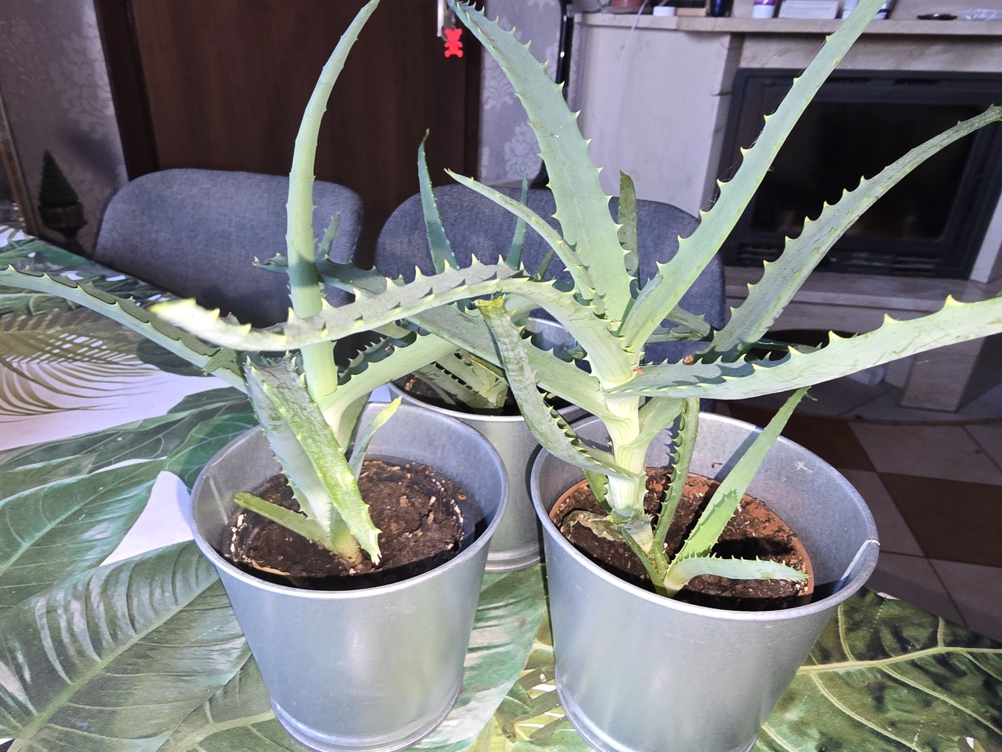 ALOES ROŚLINA przygotowana do dalszej pielęgnacji