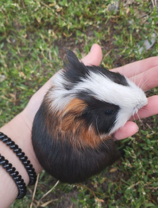 Віддам морські свинки