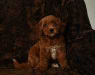 Maltipoo-piekny szczeniak