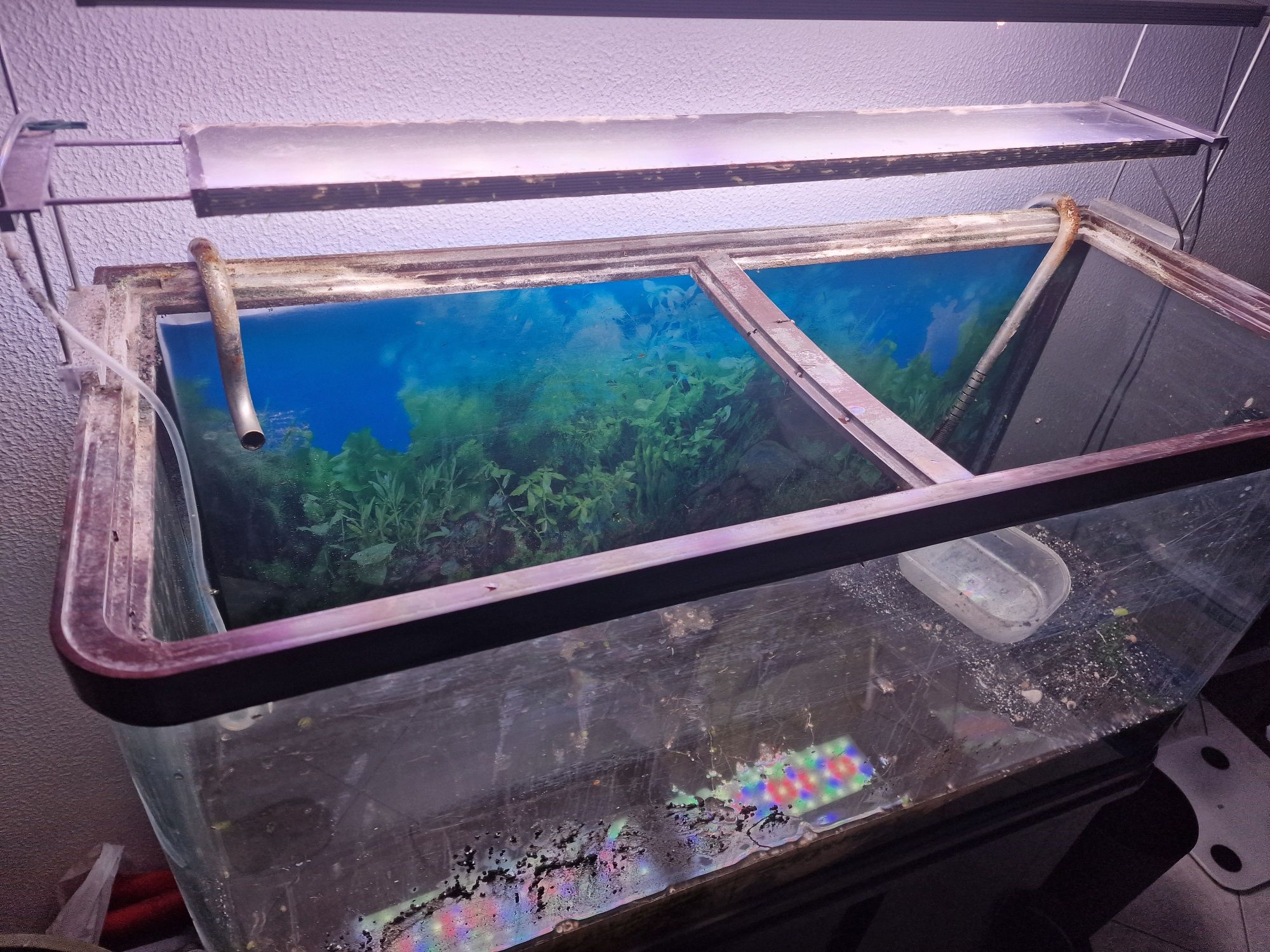 Aquario 100x50x40 + filtro + calha + kit CO2 + acessorios