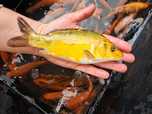 Karp koi narybek/ kroczek
