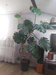 kwiat monstera,duży i piekny