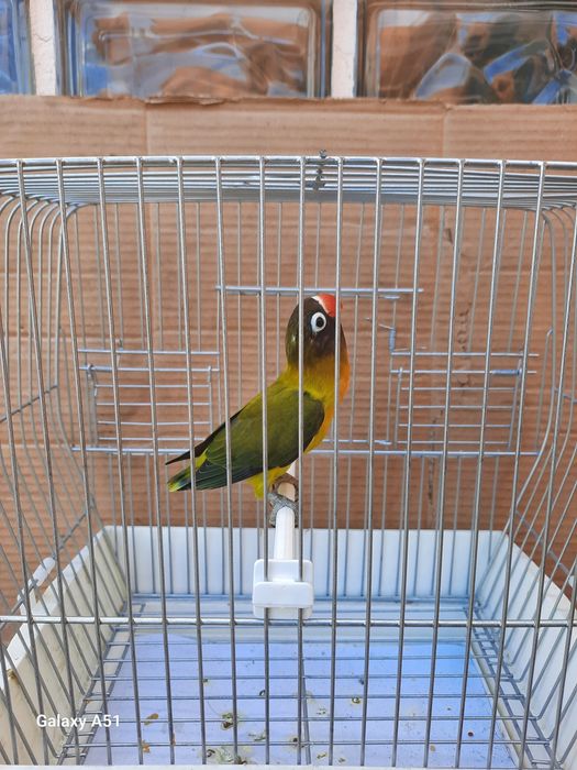 Agapornis Personata 2025 mais gaiola