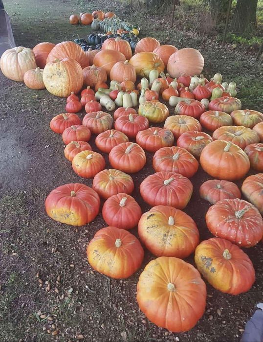 Dynie jadanlne i ozdobne