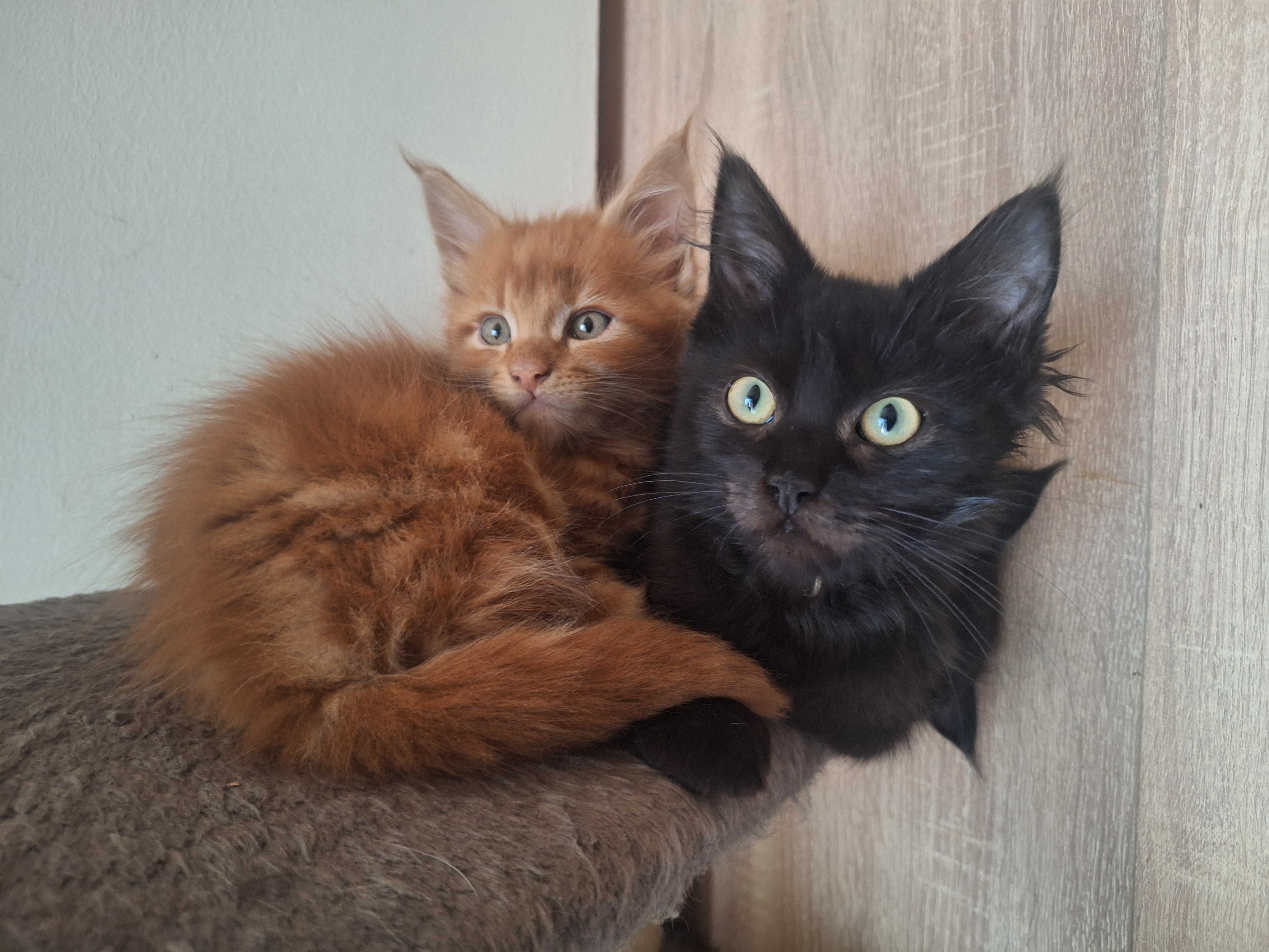 Kocurek Maine Coon czarny Krzyś Tigre Gato *PL