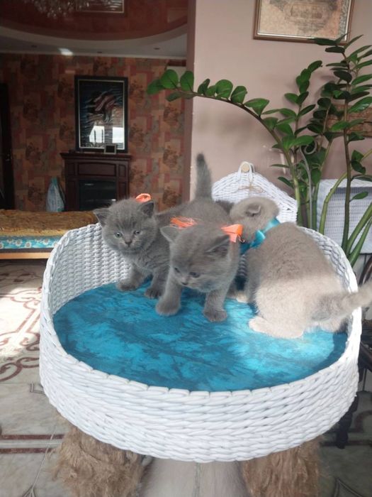 Котята шотландцы